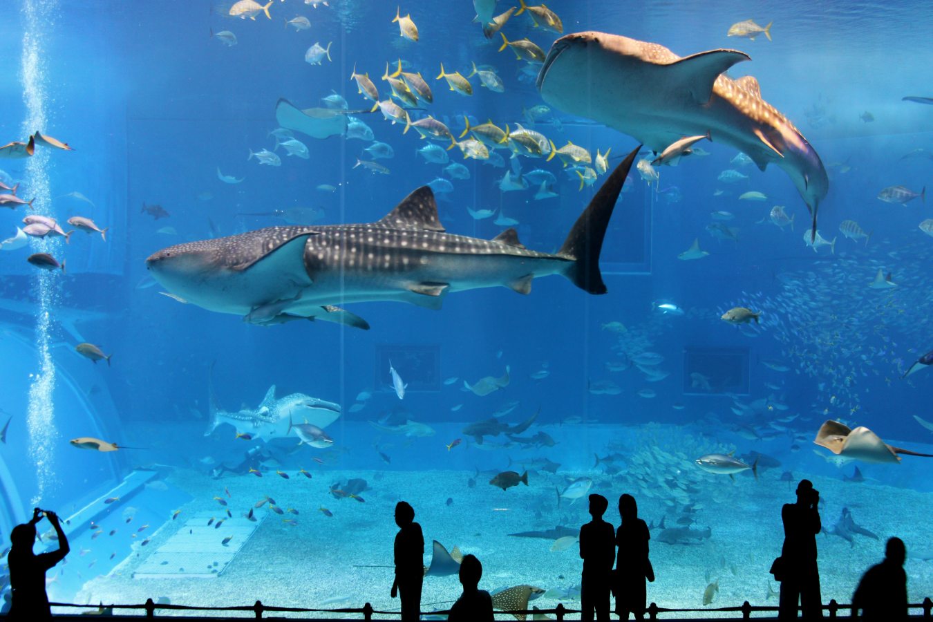 osaka Aquarium Kaiyukan japan